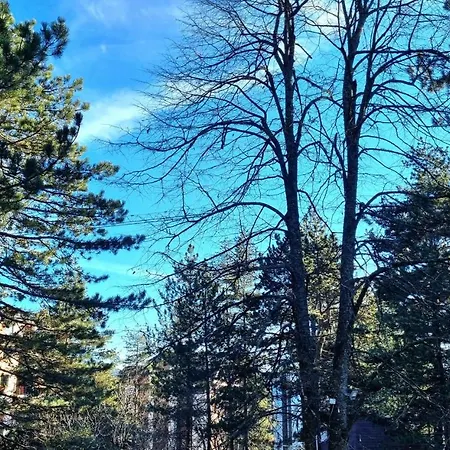 Lucic * Zlatibor