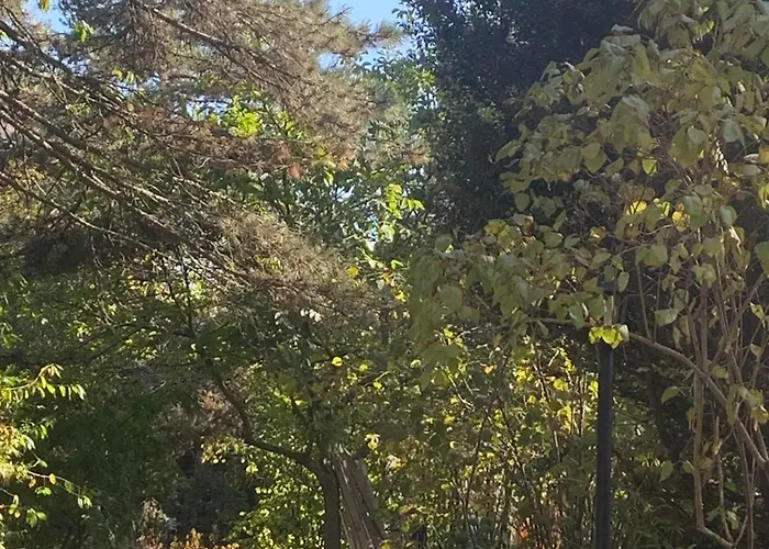 Lucic זלאטיבור